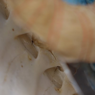Détail